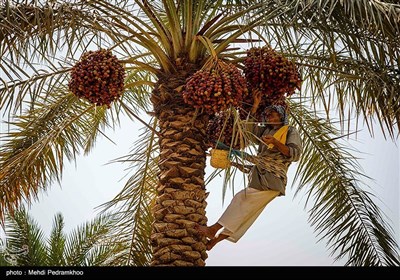 Villagers Harvest Date Palm in Iran