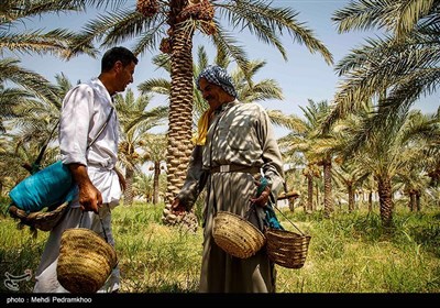 برداشت خرما در منصوره عاصی - شادگان