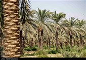 ساخت 3 سد برای احیا و نجات نخلستان‌های بوشهر