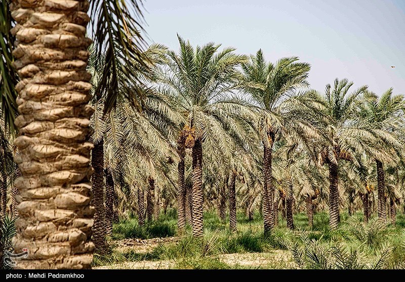 ساخت 3 سد برای احیا و نجات نخلستان‌های بوشهر