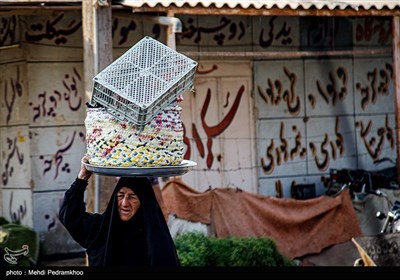 برداشت خرما در منصوره عاصی - شادگان