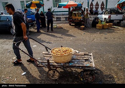 برداشت خرما در منصوره عاصی - شادگان