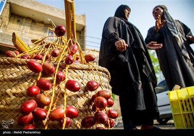 برداشت خرما در منصوره عاصی - شادگان