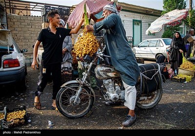 برداشت خرما در منصوره عاصی - شادگان