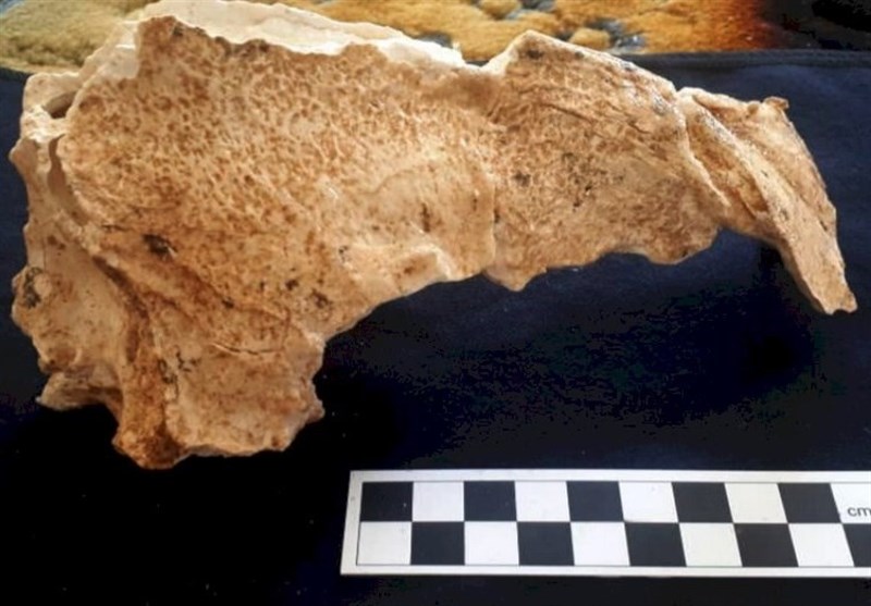کشف بقایای &quot;کفتار&quot; غارنشین در قدیمی‌ترین محوطه باستانی ایران