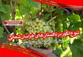 کشت بیش از 83 رقم انگور در خراسان شمالی / یاقوتی که می‌تواند موتور محرک اقتصاد استان باشد