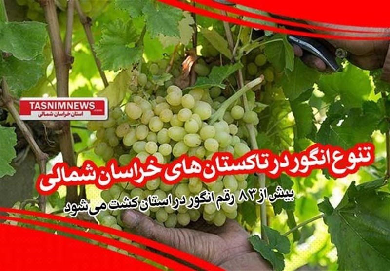 کشت بیش از 83 رقم انگور در خراسان شمالی / یاقوتی که می‌تواند موتور محرک اقتصاد استان باشد