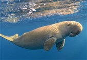 انتشار گازهای گلخانه‌ای میتواند 90 درصد گونه‌های حیات وحش دریایی را در معرض انقراض قرار دهد!