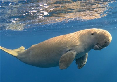 انتشار گازهای گلخانه‌ای میتواند 90 درصد گونه‌های حیات وحش دریایی را در معرض انقراض قرار دهد!