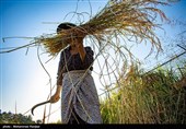 معاملات گواهی سپرده کالایی برنج در بورس تغییر کرد