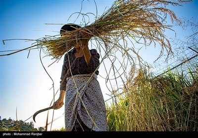  معاملات گواهی سپرده کالایی برنج در بورس تغییر کرد 