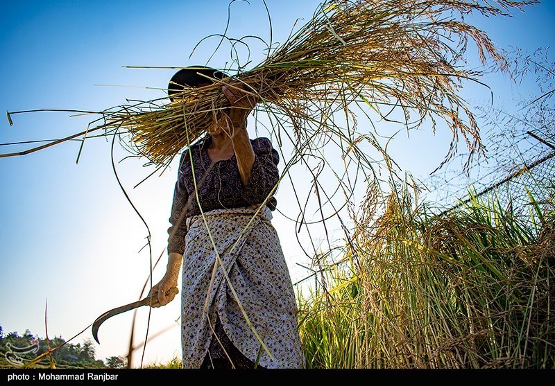 گشایش انبار و نماد معاملاتی برنجی در بورس کالا