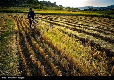 Rice Harvest Begins in North Iran