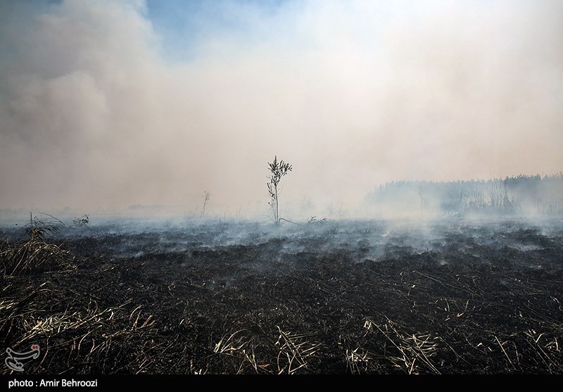 40 هکتار از نیزار‌های تالاب انزلی در آتش سوخت/ بخشی از اکوسیستم طبیعی از بین رفت + تصاویر