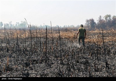 آتش سوزی در تالاب بین المللی امیرکلایه لاهیجان