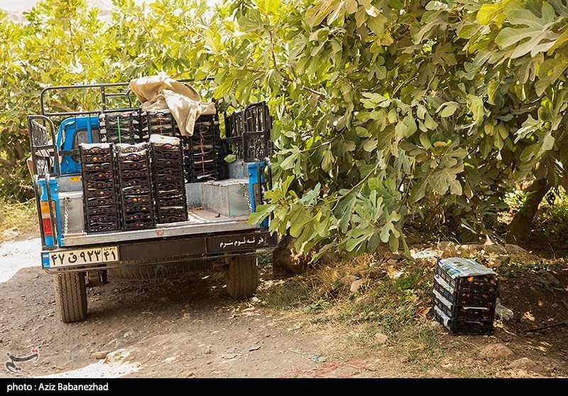 400 هکتار از باغات در کرمانشاه نیاز فوری به آبرسانی دارد