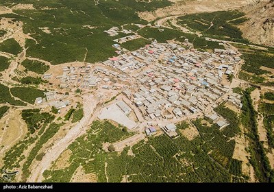 برداشت انجیر از باغات شهرستان پلدختر