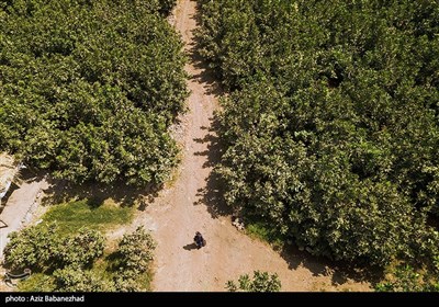 Growers Harvest Fig in Western Iran