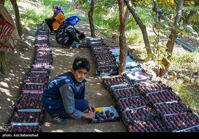 برداشت انجیر از باغات شهرستان پلدختر