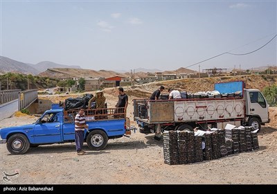 برداشت انجیر از باغات شهرستان پلدختر