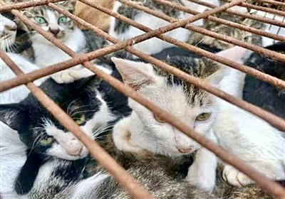 دستگیری &quot;باند قاچاق گوشت گربه&quot; در چین!