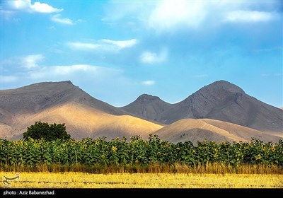 مزارع آفتابگردان شهرستان سلسله شهر الشتر