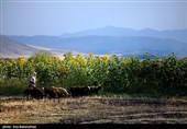 مزارع آفتابگردان شهرستان سلسله شهر الشتر