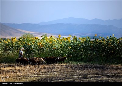 مزارع آفتابگردان شهرستان سلسله شهر الشتر