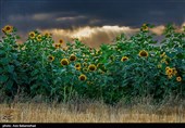 مزارع آفتابگردان شهرستان سلسله شهر الشتر