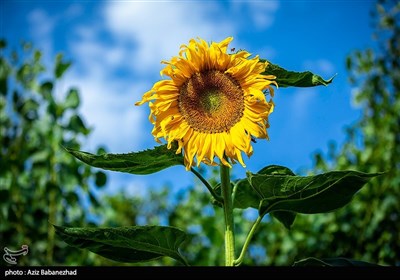 مزارع آفتابگردان شهرستان سلسله شهر الشتر