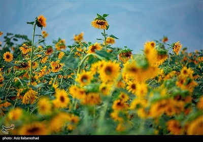مزارع آفتابگردان شهرستان سلسله شهر الشتر