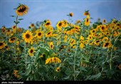 مزارع آفتابگردان شهرستان سلسله شهر الشتر