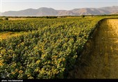 مزارع آفتابگردان شهرستان سلسله شهر الشتر