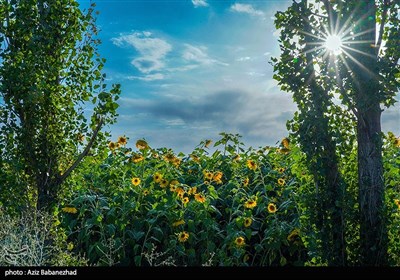 مزارع آفتابگردان شهرستان سلسله شهر الشتر