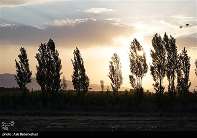 مزارع آفتابگردان شهرستان سلسله شهر الشتر