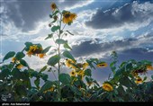 مزارع آفتابگردان شهرستان سلسله شهر الشتر