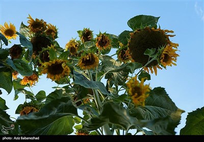 مزارع آفتابگردان شهرستان سلسله شهر الشتر