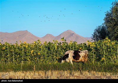 مزارع آفتابگردان شهرستان سلسله شهر الشتر