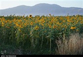 مزارع آفتابگردان شهرستان سلسله شهر الشتر