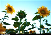 مزارع آفتابگردان شهرستان سلسله شهر الشتر