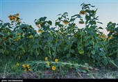 مزارع آفتابگردان شهرستان سلسله شهر الشتر