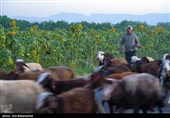 مزارع آفتابگردان شهرستان سلسله شهر الشتر