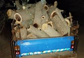 145 تن چوب قاچاق در استان قزوین کشف شد