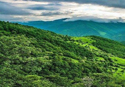 احیای جنگل‌های زاگرس با حفظ تعادل طبیعی و توسعه جنگل‌ها