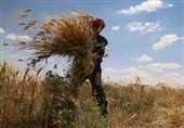 تمام مطالبات گندم‌کاران استان کردستان تسویه شد