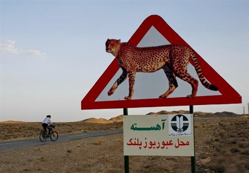 با احتیاط برانید؛ &quot;یوزپلنگ ایرانی&quot; در معرض انقراض است!