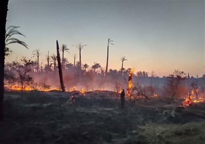 آتش‌سوزی در 6 هکتار از نخلستان‌های ‌رودان؛ 600 اصله درخت در آتش سوخت + فیلم