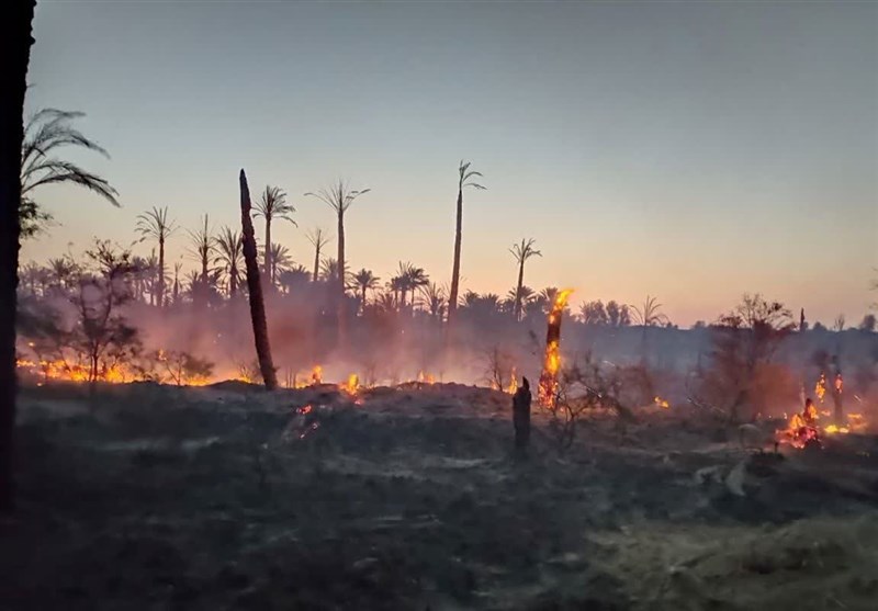آتش‌سوزی در 6 هکتار از نخلستان‌های ‌رودان؛ 600 اصله درخت در آتش سوخت + فیلم
