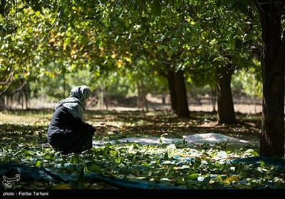 Growers Harvest Walnuts in Western Iran