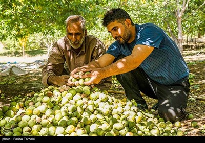 برداشت گردو از باغات گردوی شهر الشتر